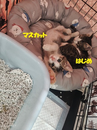 保護ニャンコの譲渡会in静岡市