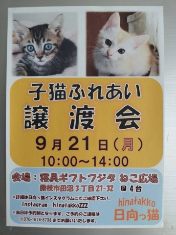日向っ猫譲渡会inねこ広場