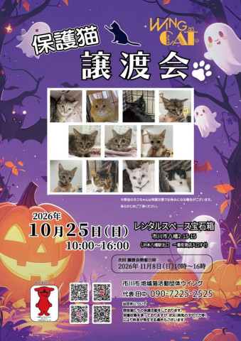 市川市地域猫活動団体ウイング譲渡会