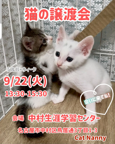 猫の譲渡会in名古屋