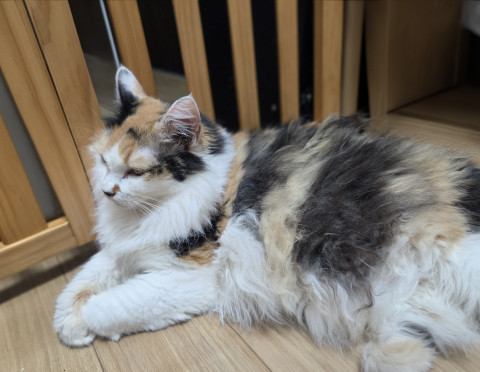 おきなわ美ら猫譲渡会♡天白区♡茶トラ☆シャム系☆フワフワ祭り