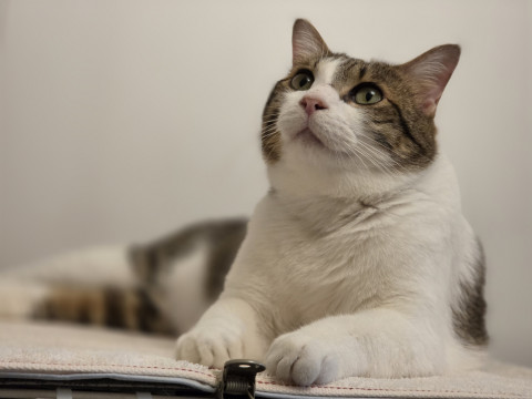 茶白💕シャム系子猫⭐︎おきなわ美ら猫譲渡会♡天白区