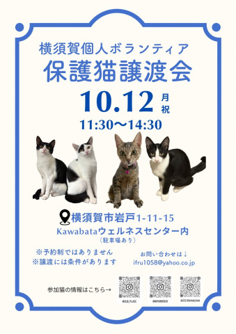横須賀個人ボランティア保護猫譲渡会