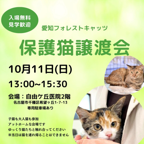 保護猫譲渡会　子猫まつり！名古屋
