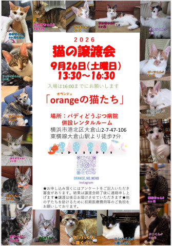 orangeの猫たちin横浜大倉山