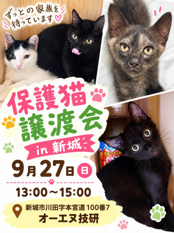 保護猫譲渡会　in愛知県新城市　子猫たくさん！