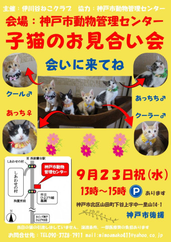 子猫のお見合い会