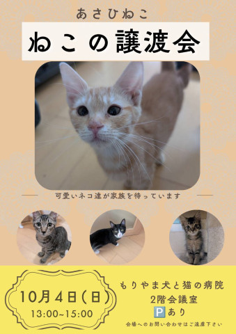 ねこの譲渡会inもりやま犬と猫の病院
