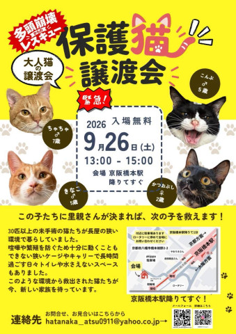 多頭崩壊レスキュー猫譲渡会