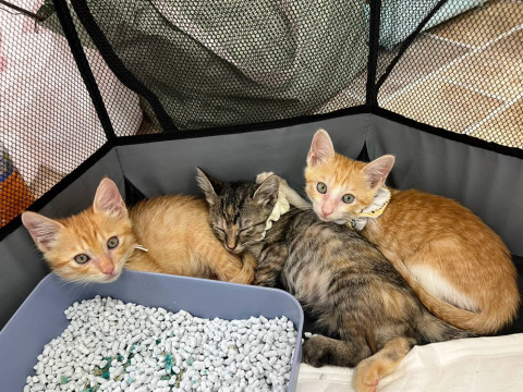 in岡崎市☆子ねこ祭り☆保護猫達を暖かいオウチに迎えよう☆2026年9月27日（日）～ 非営利団体「ちーむ にゃいんず」