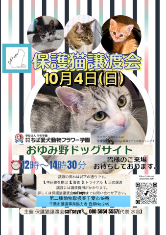 保護猫譲渡会Cat'seye