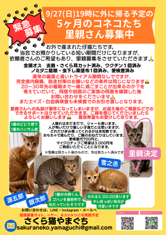 保護ねこ譲渡会〜inさぽらんて