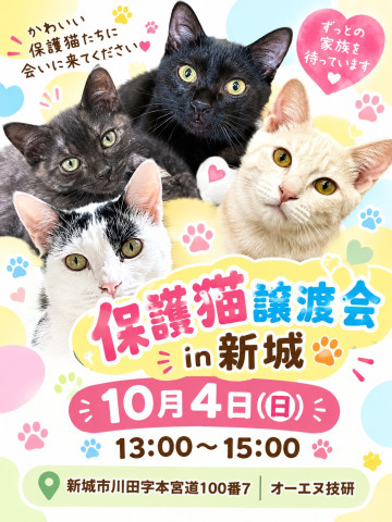 保護猫譲渡会　in愛知県新城市　子猫たくさん！
