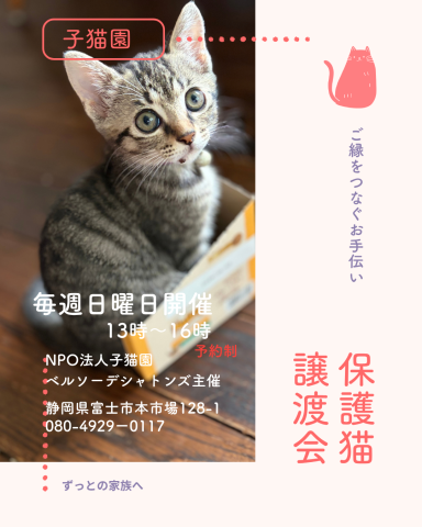 保護猫譲渡会