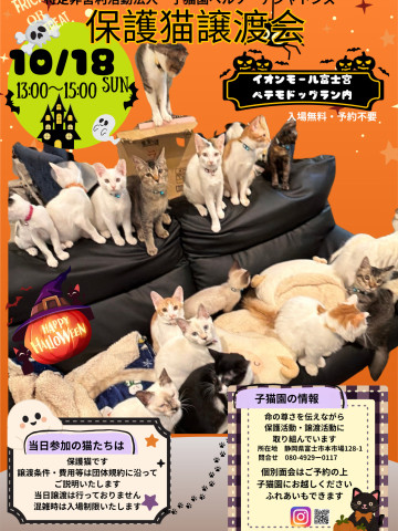 保護猫譲渡会