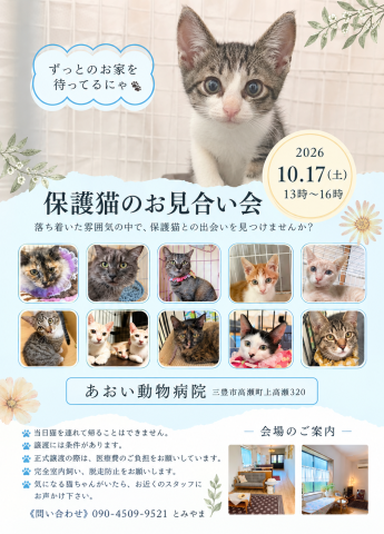 保護猫のお見合い会