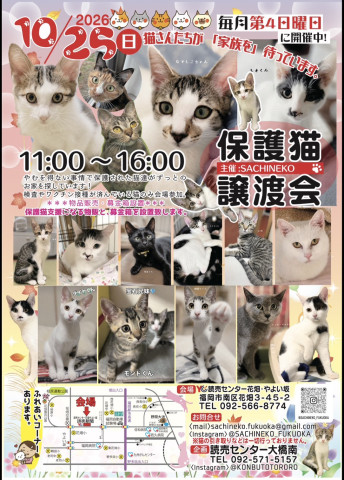 依頼者優先購入作品2　title「負けない猫」 さち猫福岡譲渡会 読売センター花畑・やよい坂 - 猫の譲渡会掲示板