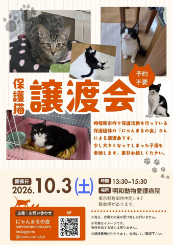 町田で譲渡会●にゃんまるの会●猫の譲渡会