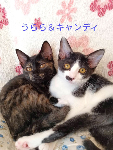 in春日井市☆子ねこ祭り☆保護猫達を暖かいオウチに迎えよう☆2026年10月3日（土）～ 非営利団体「ちーむ にゃいんず」