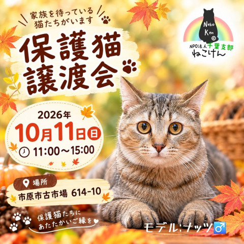 NPO法人ねこけん 千葉支部 譲渡会