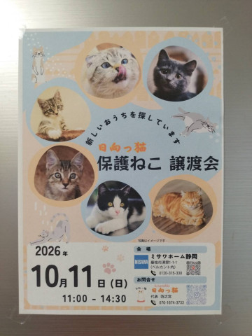 日向っ猫譲渡会inミサワホーム静岡藤枝