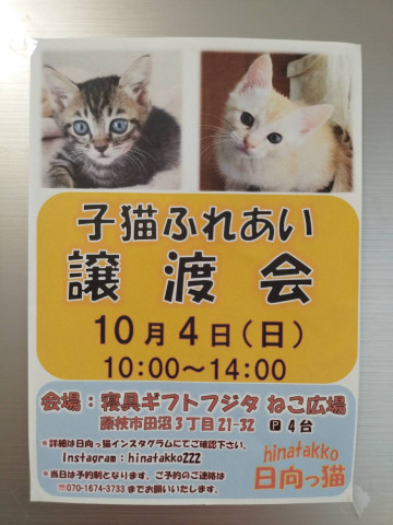 日向っ猫譲渡会inねこ広場