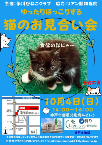 ゆったりほっこり猫のお見合い会