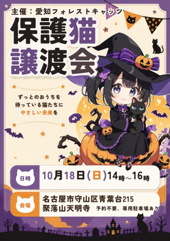 子猫たくさん！保護猫譲渡会　名古屋