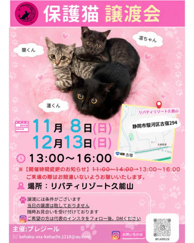 保護猫譲渡会