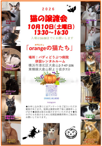 orangeの猫たちin横浜大倉山
