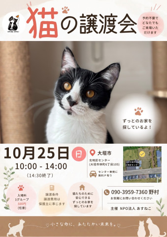 猫の譲渡会を開催します