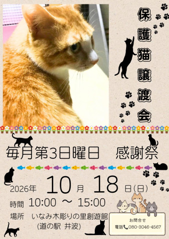 道の駅井波　保護猫譲渡会
