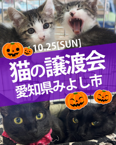 子猫がいる譲渡会／みよし市