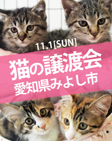 子猫中猫がいる譲渡会／みよし市