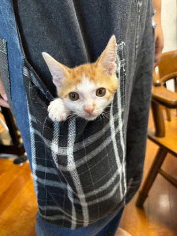 in江南市☆子ねこ祭り☆保護猫達をオウチに迎えよう☆2026年10月11日（日）～ 非営利団体「ちーむ にゃいんず」