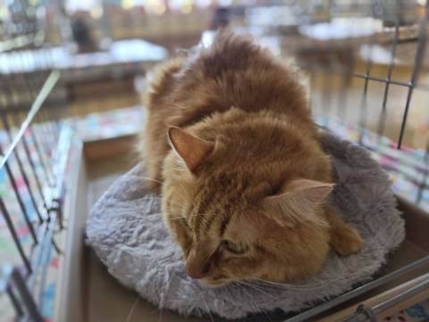 おきなわ美ら猫譲渡会♡天白区♡茶トラ☆シャム系☆フワフワ祭り