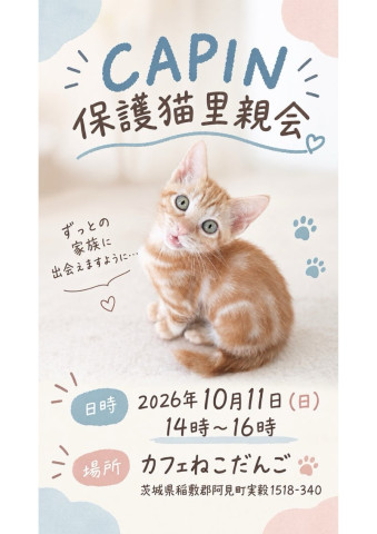 CAPIN カフェねこだんご　保護猫里親会
