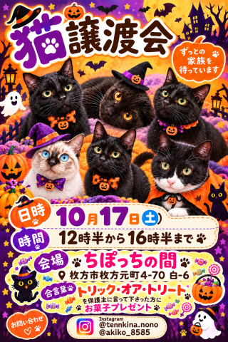 猫譲渡会