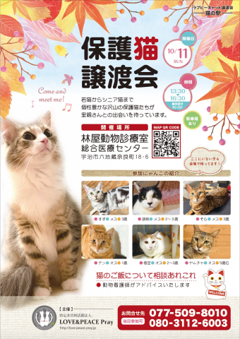 保護猫譲渡会@林屋動物診療室総合医療センター