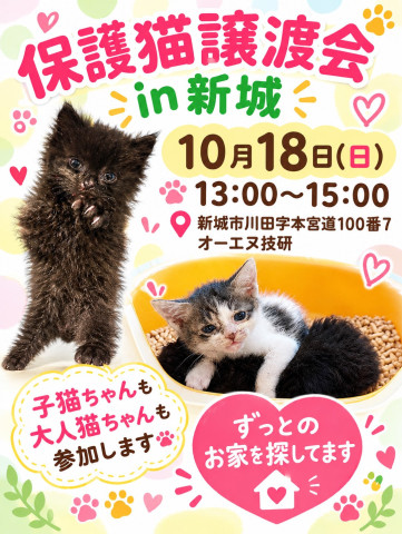 保護猫譲渡会　in愛知県新城市　子猫たくさん！