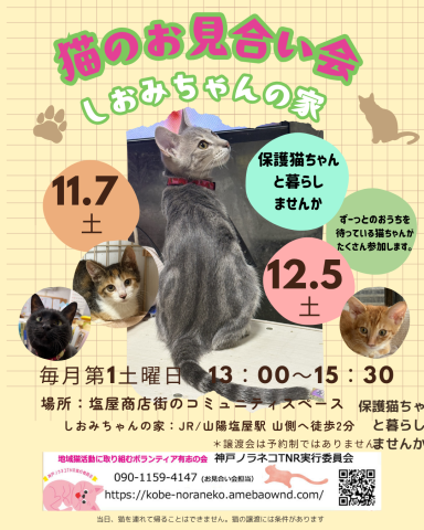 猫のお見合い会　しおみちゃんの家