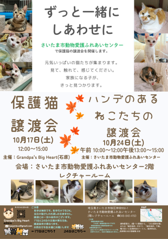 さいたま市動物愛護ふれあいセンターで保護猫譲渡会