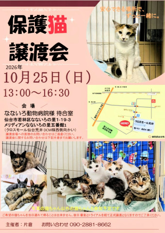 保護猫譲渡会