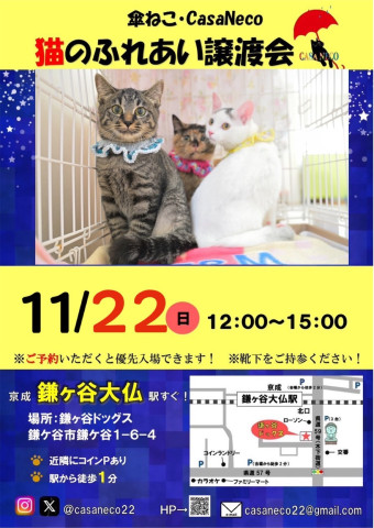 傘ねこふれあい譲渡会（＠鎌ヶ谷）