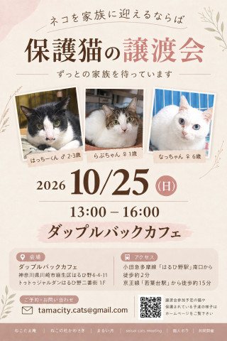 麻生区はるひ野にて保護猫譲渡会開催