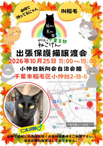 NPO法人ねこけん 千葉支部 譲渡会