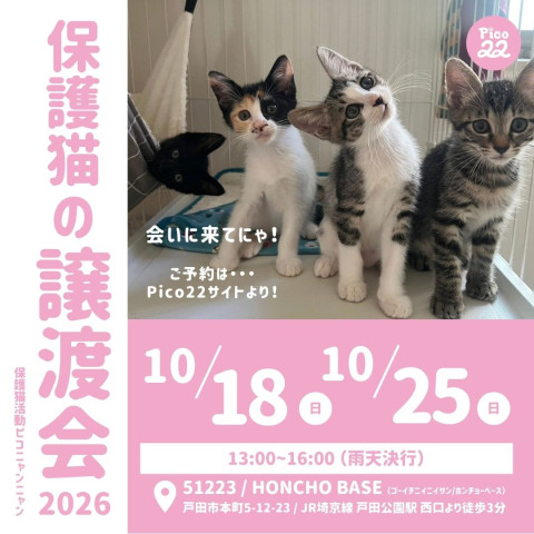 保護猫の譲渡会