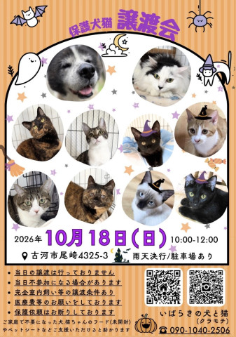 保護犬猫☺︎譲渡会 @古河市
