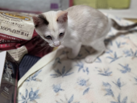 茶白💕シャム系子猫⭐︎おきなわ美ら猫譲渡会♡天白区