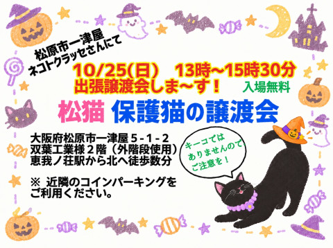 松猫さんの出張譲渡会♪